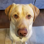 Shawn Schuster - @odin_the_dudley - Instagram