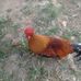 Shaun Singh - Facebook