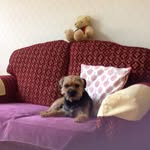 Shaun Smithson - @smithsonshaun47 - Instagram