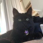 Shaun Summers - @secret_life_of_fluffballs - Instagram