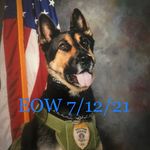 Shaun Traylor - @k9_hand - Instagram