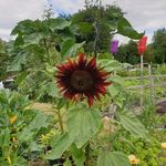 Shaun Willis - @sandbwillis - Instagram