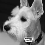 Shaun Wong - @suagu.dog - Instagram