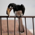 Shaun Wong - @theflyingbirbman - Instagram