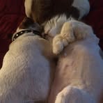 Shauna DeVries - Facebook