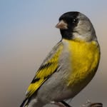 shauna, a friend of finches - @friendoffinches - Instagram