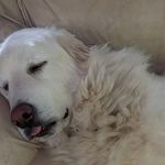 Shauna Hanson - @sillyfilly_92889 - Instagram
