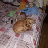 shaunajohnston48 - @shaunajohnston48 - TikTok