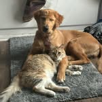 Shauna Morton Genik - @sgenik1 - Instagram