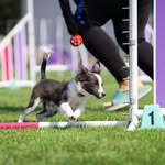 Shauna Oliver - @insync_sport_dogs - Instagram