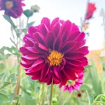 Shauna Pearson - @theflowerbasketcompany - Instagram