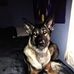 Shauna. Regal Shepherd’s  - Facebook