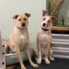 Shauna Walsh - @oh_but_she_did - TikTok