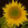 Shauna Wilson - @shauna.wilson2 - TikTok