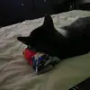 Shawn bear - @shawn_bear42069 - TikTok