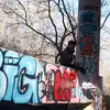 NeBibbie - @shawn.bibbie - TikTok