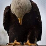Shaun Bolinger - Facebook