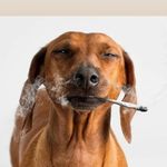 shawn brawner - @cbdconnection1 - Instagram