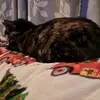 ilovecats221 - @shawncarlin - TikTok