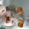 shawnetdianechartran - @shawnetdianechartrand - TikTok