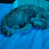 Shawn Claypoole - @shawn_claypoole - TikTok