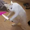 thỏ hong hư🐰💋🙊💝 - @shawnstanclift - TikTok