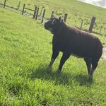 Shawn Crowe - @shawncrowe65 - Instagram