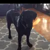 shawndaly91 - @insaneballer21 - TikTok
