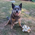 Shane Denham - @shanedenham1 - Instagram
