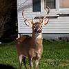 Shawn Doolittle - @shawn.doolittle - TikTok