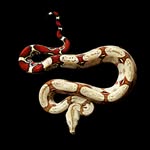 Shawn Dwight Caples - @shawndwightcaples - Instagram