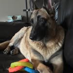 Shane Everidge Dingus - @gypsyrnksd - Instagram