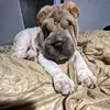 Elijahthesharpei - @shawneaeversole - TikTok