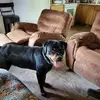 zoey - @shawnferrell40 - TikTok