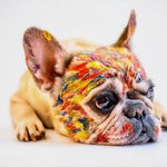Shane Grothe - @lucky.puppy.group - Instagram