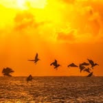 Shawn Guy - @shawn.guy.37 - Instagram