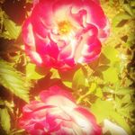 Shawn Holiday - @shawnhol - Instagram