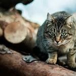 Shawn Hopper - @holidaycat1 - Instagram