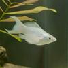 SHAWNITO FISHES - @shawnitofishes - TikTok