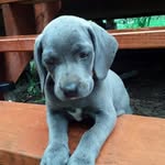 Shawn Lee jiles - @shawnleejiles - Instagram