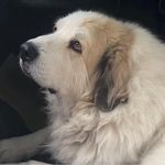 Shawn Kirkpatrick Foster - @shawn.k.foster - Instagram