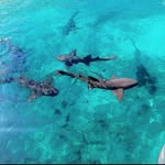 Shawn Knowles - @shawn242eats - Instagram