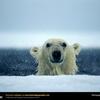 snobear - @shawnolander - TikTok