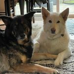 Shawn Graves-macLeod - @ewokgirl - Instagram