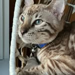 Shawn Mattei - @shawnmattei - Instagram