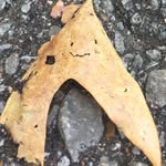 Shawn Millard - @shawnm98701 - Instagram