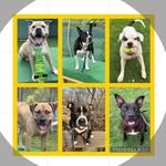 Roger, Rodney, Shawn, Leo, Moose, Mya | Shelter Dogs - @rescue.adopt.foster.tohas - Instagram