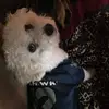 shawnmoosetipton - @shawn.moose.tipto - TikTok