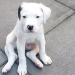 Shawn Nevers - @pedrothedogo1 - Instagram