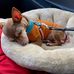 Shawn Paschall - Facebook